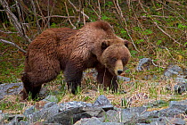 Brown bear (Ursus arctos) Dundas Bay, Glacier Bay National Park, Alaska, USA, May