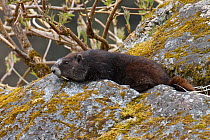 Hoary marmot (Marmota caligata) resting on rock, Dundas Bay, Glacier Bay National Park, Alaska, USA, May