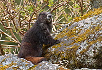 Hoary marmot (Marmota caligata) with front paws on rock, Dundas Bay, Glacier Bay National Park, Alaska, USA, May