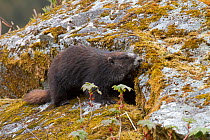 Hoary marmot (Marmota caligata) on rock, Dundas Bay, Glacier Bay National Park, Alaska, USA, May