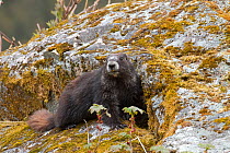 Hoary marmot (Marmota caligata) on rock, Dundas Bay, Glacier Bay National Park, Alaska, USA, May