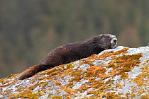 Hoary marmot (Marmota caligata) lying on rock, Dundas Bay, Glacier Bay National Park, Alaska, USA, May