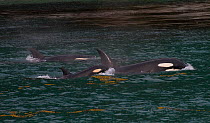 Three Killer whales (Orcinus orca) surfacing, Glacier Bay National Park, Alaska, USA, May