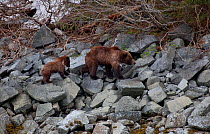 Brown bear (Ursus arctos) with cub walking over rocks, Dundas Bay, Glacier Bay National Park, Alaska, USA, May