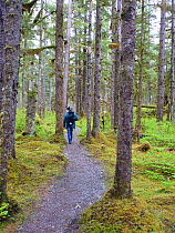 Photographer Bob Rozinski walking along path in Glacier Bay National Park, Alaska, USA, May 2011. Model released