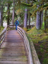Photographer Bob Rozinski walking along boardwalk in Glacier Bay National Park, Alaska, USA, May 2011 Model released