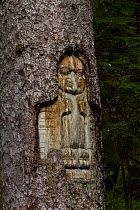 Carving on tree trunk, Glacier Bay National Park, Alaska, USA, May 2011
