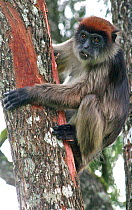 Uganda red colobus (Procolobus rufomitratus tephrosceles) adult female in tree, Kanyawara, Kibale NP, Uganda. Endangered