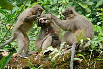 Sanje Mangabey Monkey (Cercocebus galeritus sanjei) mother and baby with group members. Mizimu area. Sonjo Valley, Udzungwa Mountains National Park, Tanzania. Endangered species