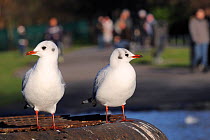 Two Black-headed gulls (Chroicocephalus ridibundus) in winter plumage standing on metal platform in Regent's Park boating lake with people walking in the background, London, UK, January. Did you know?...