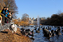 Low angle view of Coots (Fulica atra), Feral pigeons (Columba livia) and tourists in St. James's Park, with Whitehall buildings in the background, London, UK, January.