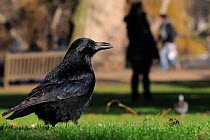 Carrion crow (Corvus corone) foraging on lawn with woman standing in shadow and a man running in the background, St. James's Park, London, UK, January. Did you know? These clever birds have been known...
