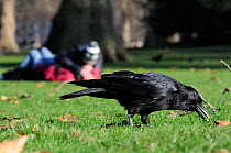Carrion crow (Corvus corone) digging up a peanut it saw a squirrel bury in lawn; with courting couple in the background, St. James's Park, London, UK, January.