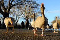 Low angle view of Greylag geese (Anser anser) approaching with Feral pigeons (Columba livia) and people in the background, Regent's Park, London, UK, January.