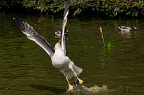 Lesser black-backed gull (Larus fuscus) flying up from pond with eyes fixed on some bread thrown by a tourist, Victoria park, Bath, UK, June.