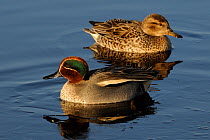 Common teal (Anas crecca) pair on partially frozen flooded marshland on a cold winter day, Greylake RSPB reserve, Somerset Levels, UK, January.