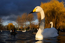 Low angle view of Whooper swan (Cygnus cygnus), Mute swan (Cygnus olor), Coots (Fulica atra) and Black-headed gulls (Larus ridibundus) on boating lake in winter sunshine with stormy sky, Regent's Park...