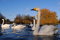 Low angle view of Whooper swans (Cygnus cygnus) and Coots (Fulica atra) on boating lake in winter sunshine, Regent's Park, London, UK, January.
