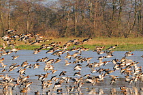 Wigeon (Anas penelope) flock coming in to land on partially frozen flooded marshland in winter, Catcott Lows National Nature Reserve, Somerset Levels, UK, January.