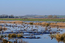 Dense flock of Wigeon (Anas penelope) and Teal (Anas crecca) landing on flooded marshes near stands of Bullrushes (Typha latifolia) in winter, Greylake RSPB reserve, Somerset Levels, UK, January.