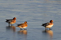 Two Wigeon (Anas penelope) drakes and a duck walking on frozen flooded marshland in winter sunshine, Greylake RSPB reserve, Somerset Levels, UK, January.