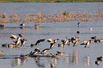 Wigeon (Anas penelope), flock coming in to land on partially frozen flooded marshland in winter, Catcott reserve, Somerset Levels, UK, January.
