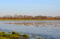 Wigeon (Anas penelope) flock and a few Pintail (Anas acuta) resting on partially frozen flooded marshland in winter sunshine, Catcott Lows National Nature Reserve, Somerset Levels, UK, January.