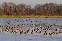 Wigeon (Anas penelope) flocks in flight over and resting on partially frozen flooded marshland in winter, Catcott Lows National Nature Reserve, Somerset Levels, UK, January.
