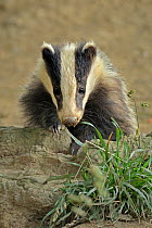 European Badger (Meles meles) by its sett. Wales, July.