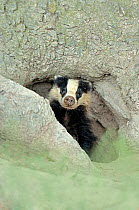 European Badger (Meles meles) in sett entrance. Wales, July.