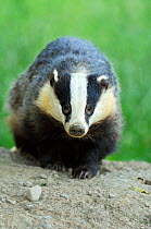 RF- European Badger (Meles meles) portrait. Wales, July. (This image may be licensed either as rights managed or royalty free.)