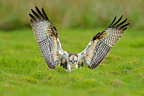 Osprey (Pandion haliaetus) youngster landing in grass. Dyfi Estuary, Wales, August. It is the first time ospreys have bred at this location for 400 years.