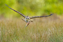 Osprey (Pandion haliaetus) young male 'Einion' carrying fish while flying. The bird is wearing a radio tracker. Dyfi Estuary, Wales, August. It is the first time ospreys have bred at this lo...