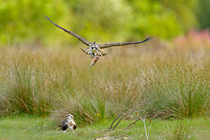 Osprey (Pandion haliaetus) young male 'Einion' carrying fish while flying over its sibling. The bird is wearing a radio tracker. Dyfi Estuary, Wales, August. It is the first time ospreys hav...