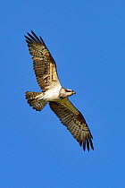 Osprey (Pandion haliaetus) female 'Nora' in flight against a blue sky. Dyfi Estuary, Wales, August. It is the first time ospreys have bred at this location for 400 years.