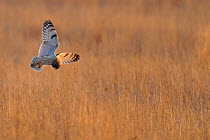 Short Eared Owl (Asio flammeus) hovering over long grass in search of prey. UK, December.
