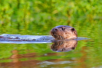 European Otter (Lutra lutra) in water. Wales, UK, November.