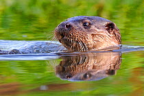European Otter (Lutra lutra) in water. Wales, UK, November.