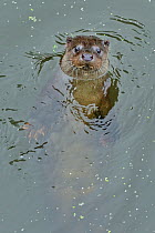 European Otter (Lutra lutra) in water swimming on its back. Wales, UK, December.
