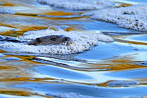 European Otter (Lutra lutra) swimming through river rapids. Wales, UK, December.