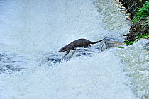 European Otter (Lutra lutra) walking down the steps of a weir. Wales, UK, December.