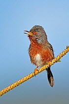 Dartford Warbler (Sylvia undata) male singing. Wales, May.