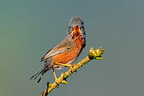 Dartford Warbler (Sylvia undata) male singing. Wales, May.
