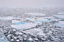Polar Bear (Ursus maritimus) resting on pack ice. Svalbard, Norway, August.