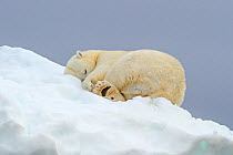 Polar Bear (Ursus maritimus) resting on pack ice. Svalbard, Norway, August.