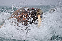 Walrus (Odobenbus rosmarus) splashing through surf. Svalbard, Norway, August.