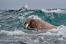 Walrus (Odobenbus rosmarus) in rough water. Svalbard, Norway, August.