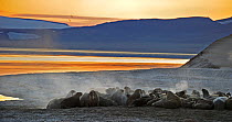 Walrus (Odobenbus rosmarus) colony discharging gas on beach. Svalbard, Norway, August 2011.