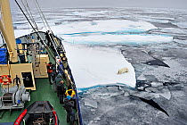 Polar Bear (Ursus maritimus) on pack ice next to tourist icebreaker ship. Svalbard, Norway, September.