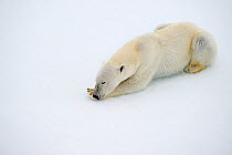 Polar Bear (Ursus maritimus) sleeping on ice. Svalbard, Norway, September.